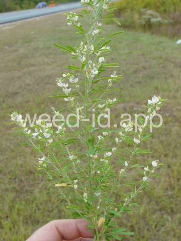 lespedeza, sericea